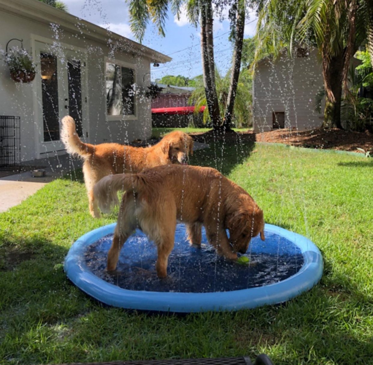 High Quality Cross-border Water Play Mat Dog Dog Toy JonxiFon